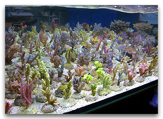 Aquarium korallen zucht en expo sur un salon